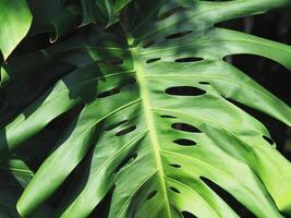 monstera leafe trasero para verde jardín antecedentes foto