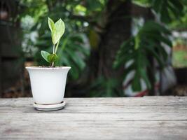 zamioculcas mamifolia in caramic pot on table with garden background nature photo