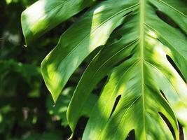 monstera leafe backside for green garden background photo