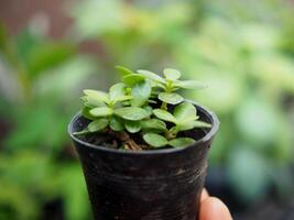 young plants seeding in small pot in hands green world and save enviralment photo