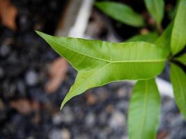 siembra joven mango plantas en casa maceta foto