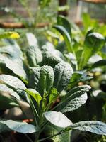 Green leve kale in pot with healthy food and supper food grow in photo