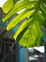 monstera leafe backside for green garden background photo