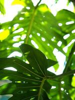 monstera leafe backside for green garden background photo