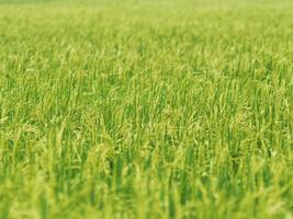 green background rice farmming and young rice on plant photo