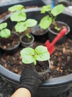 young bitter melon tree ready to move in soil to grow photo