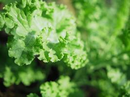 Green leve kale in pot with healthy food and supper food grow in photo