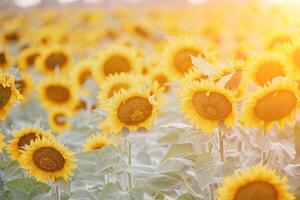 brillante girasol flor. de cerca de un girasol en lleno floración, creando un natural resumen antecedentes. verano tiempo. campo de girasoles en el calentar ligero de el ajuste Dom. helianthus anual. foto