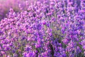 Lavender flower field closeup on sunset, fresh purple aromatic flowers for natural background. Design template for lifestyle illustration. Violet lavender field in Provence, France. photo