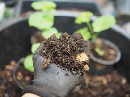 soil for vetgetable with earthwarm and bug in hand photo