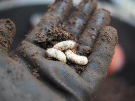 soil for vetgetable with earthwarm and bug in hand green garden backyard photo