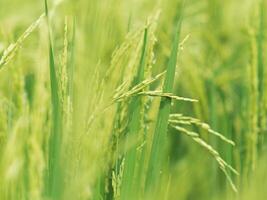 green background rice farmming and young rice on plant photo