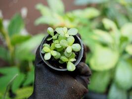 young plants seeding in small pot in hands green world and save enviralment photo