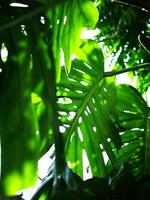 monstera leafe backside for green garden background photo