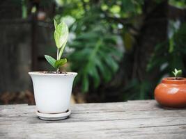 zamioculcas mamifolia in caramic pot on table with garden background nature photo