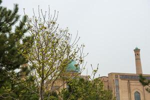 Blooming trees in spring photo