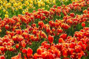 Spring Blooming, tulip Fields in Full Color photo