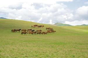 manada de el kazakh caballo, eso es alto en montañas a cerca almaty foto