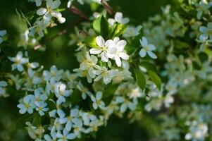 branches of a flowering apple tree photo