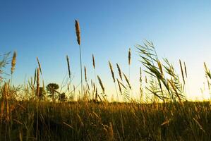 Green reed on the sunset photo