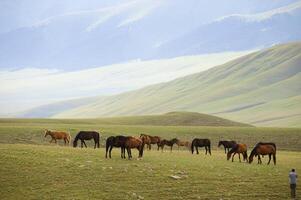 Assy Valley, Almaty Region photo