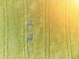 aéreo ver en verde trigo campo en campo. campo de trigo soplo en el viento en puesta de sol. joven y verde espiguillas orejas de cebada cosecha en naturaleza. agronomía, industria y comida producción. foto