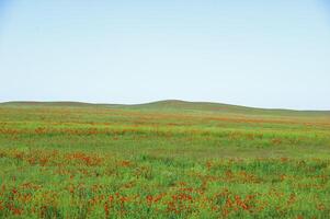 Vessenie fields it is red-allogo a poppy photo