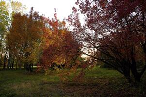 Autumnal trees on the sunset into park photo