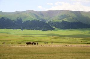 Assy Valley, Almaty Region photo