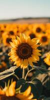 Field of Sunflowers in Full Bloom photo