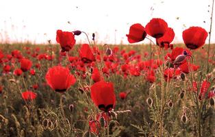 Spring fields it is red-allogo a poppy photo