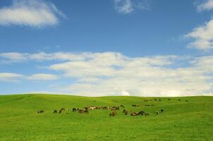 Horses it is passed in the Alpine meadow photo