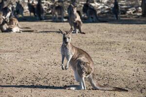 Kangaroos in Phillip Island Wildlife Park photo