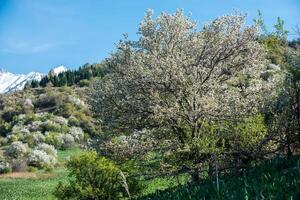 Gardens of blooming apples photo