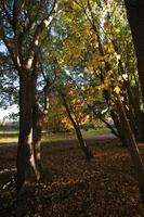 Autumnal trees on the sunset into park photo