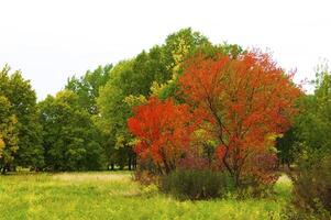 Autumnal trees on the sunset into park photo