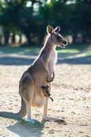 Kangaroos in Phillip Island Wildlife Park photo