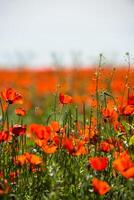 Natural flower background. Amazing view of colorful red poppy flowering. photo