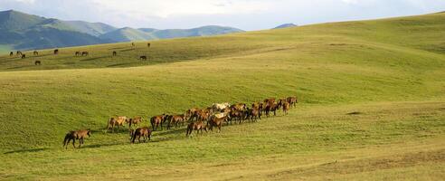 Herd of the Kazakh horse, it is high in mountains to near Almaty photo