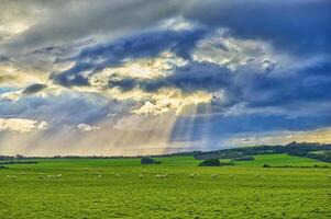 oveja en campo en primavera a puesta de sol foto