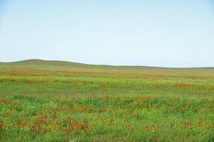 Vessenie fields it is red-allogo a poppy photo