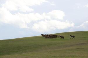 Assy Valley, Almaty Region photo