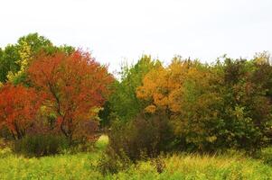 Autumnal trees on the sunset into park photo