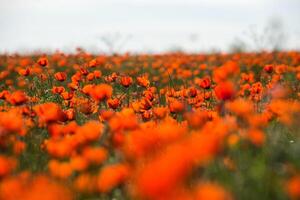 Natural flower background. Amazing view of colorful red poppy flowering. photo