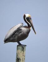 Brown pelican sitting top of wood pole, piling, Wigs slightly up, facing right against blue hazy sky. photo