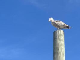 Seagull atop a wooden pole, hazy blue skies in the background photo