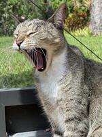 Tabby cat in full yawning position, close-up, tongue out teeth showing, head facing left, in a screened in pool patio. photo