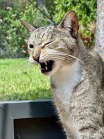 tabby cat eyes closed mouth open beginning to yawn. photo