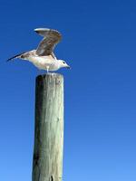 Seagull standing on top of a wood pole piling bending over, wings raised ready to take flight against a clear blue background at Ponce Inlet jetty Beach Florida. photo