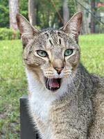 Tabby cat beginning to yawn, close up, in enclosed screened in pool patio. photo